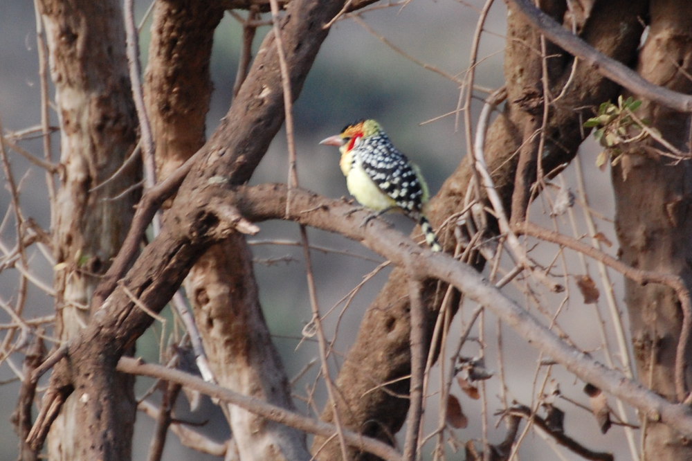 Uccello giallo:  Trachyphonus erythrocephalus - Tanzania